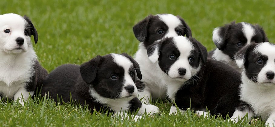 Puppies on the grass