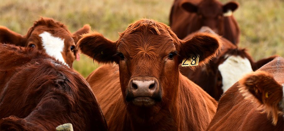 Brown cattle with tagged ears