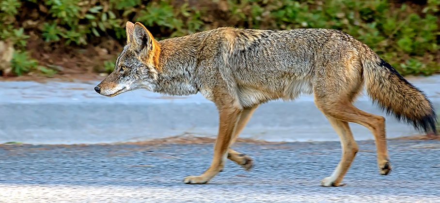 Coyote walking across paved road