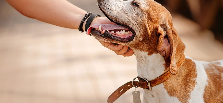 Dog with a collar and tag