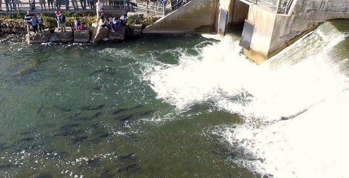Salmon gathering at fish ladder in Port Hope