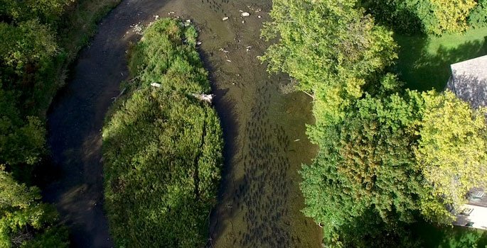 Ganaraska River full of salmon migrating