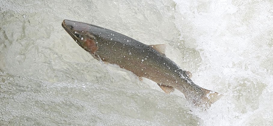 Fish jumping in the Ganaraska river