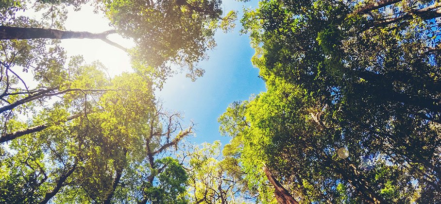 green leaves on tree branches against a sunny blue sky