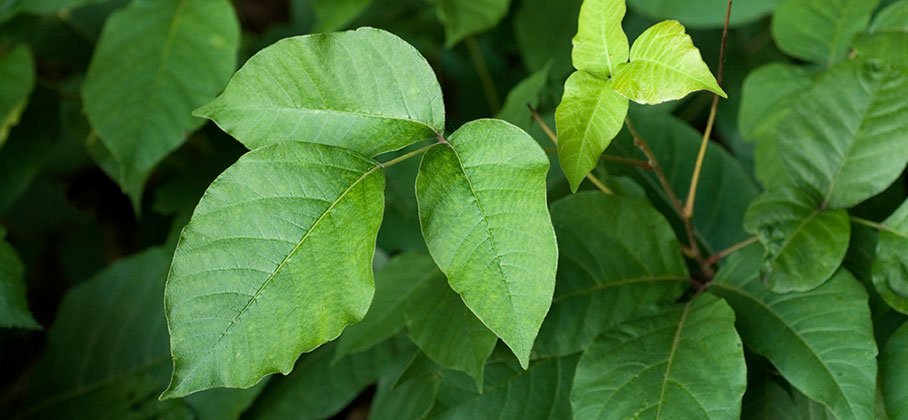 close up of bright green leaves